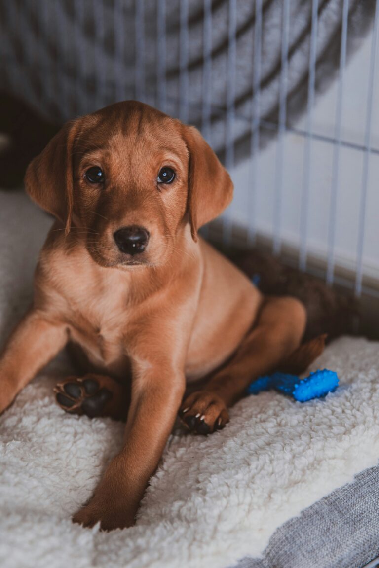 crate training Jacksonville