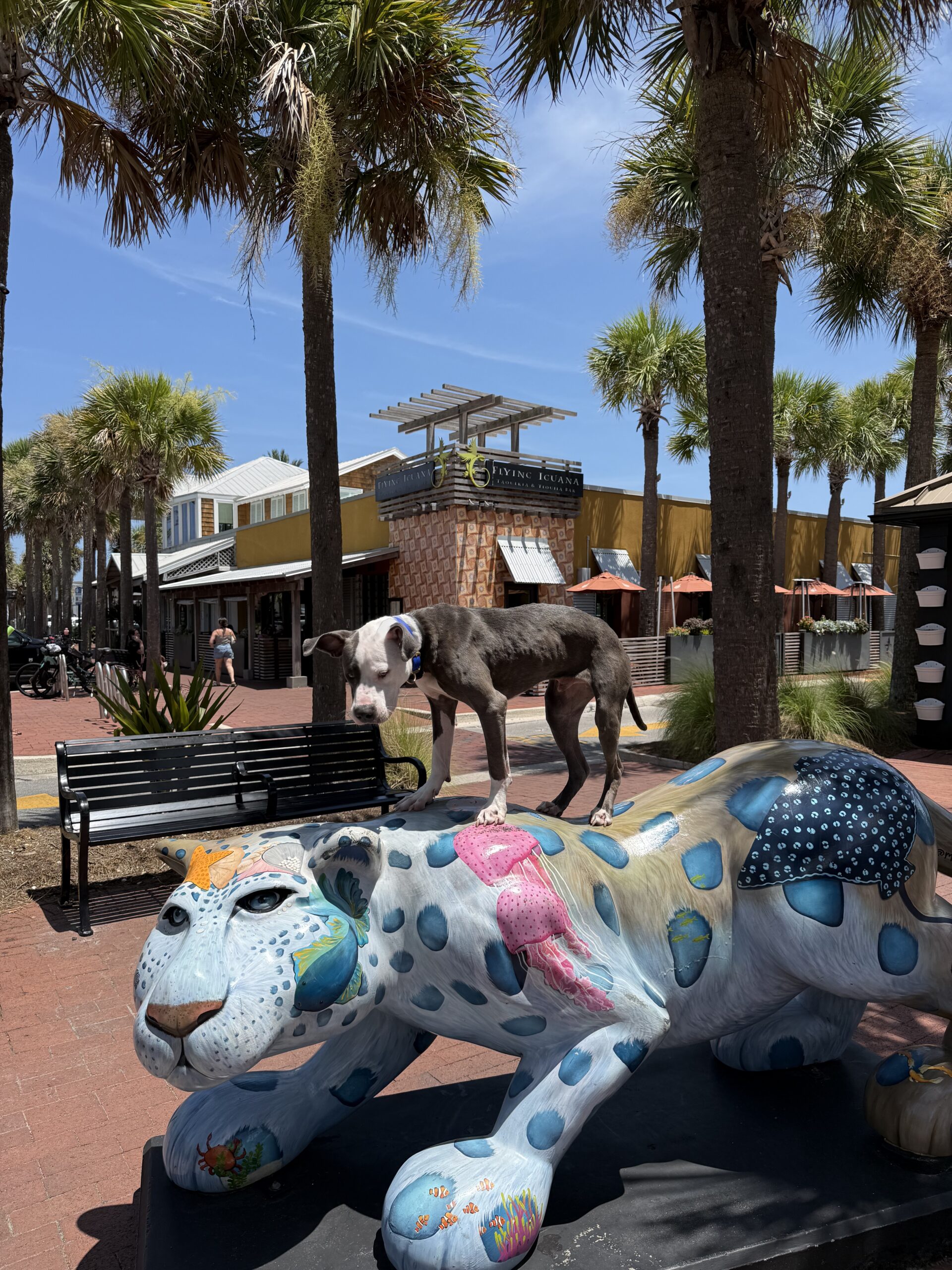 Jacksonville restaurants dog friendly
