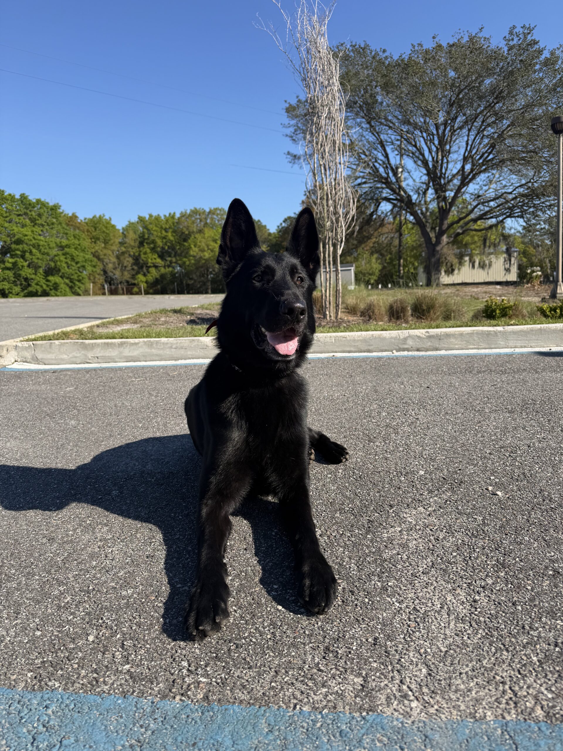 German Shepherd dog trainer Jacksonville